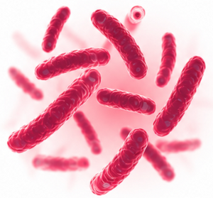 Bacillus Ferment